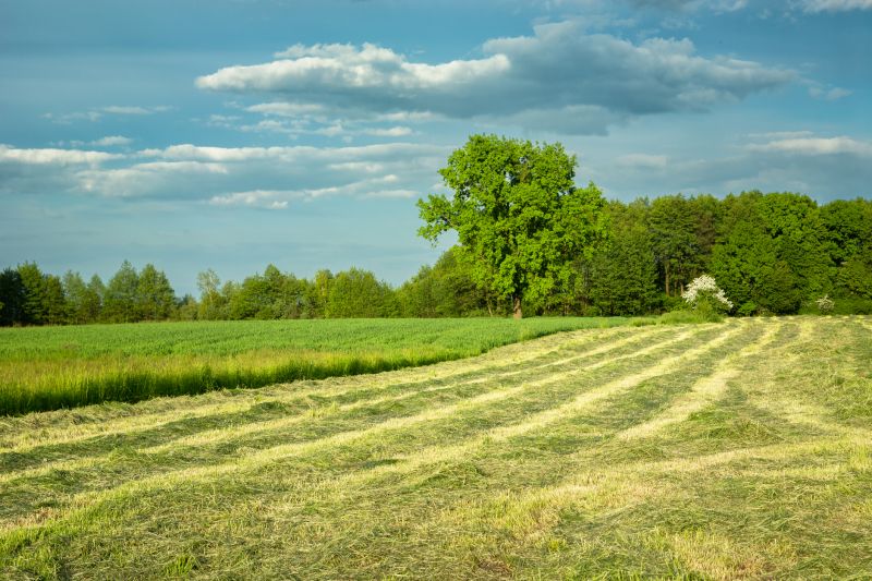 Land Clearing in Marietta, GA